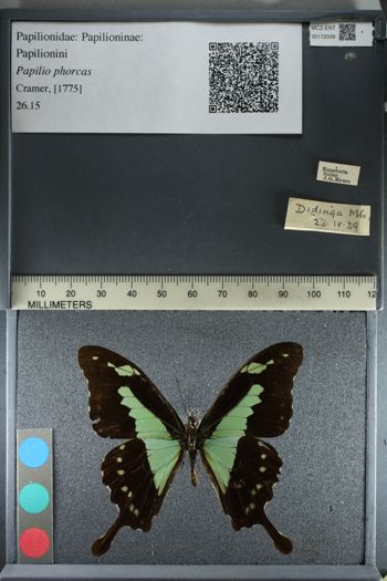 Media type: image;   Entomology 172009
